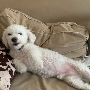 Meet your Posher, Carly